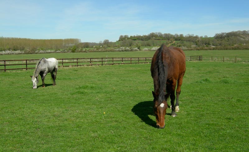 Frühling auf Haras de Chenes