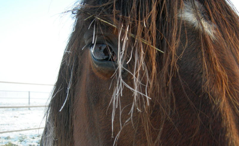 Winter - Haras de Chenes