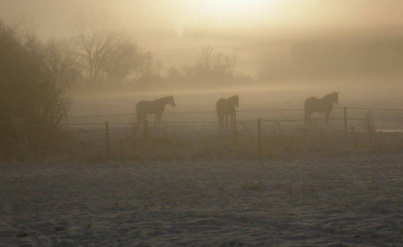 Winter auf Haras de Chenes