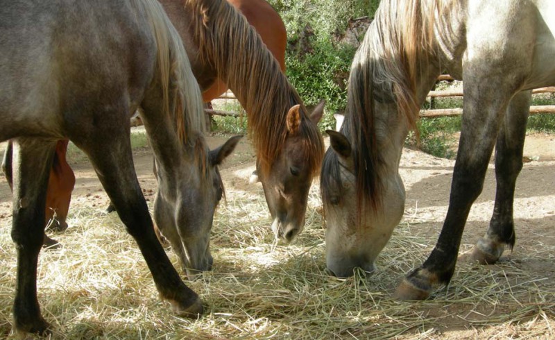 Drei Berberpferde fressen Heu