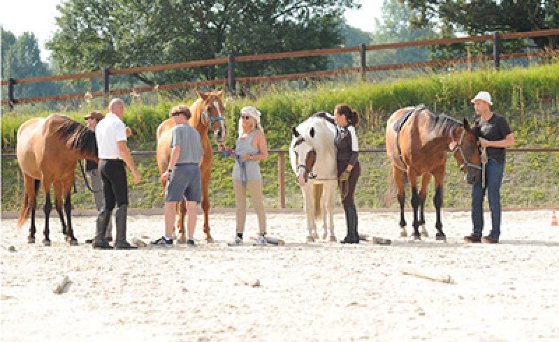 Menschen und Pferde üben Equiyoga