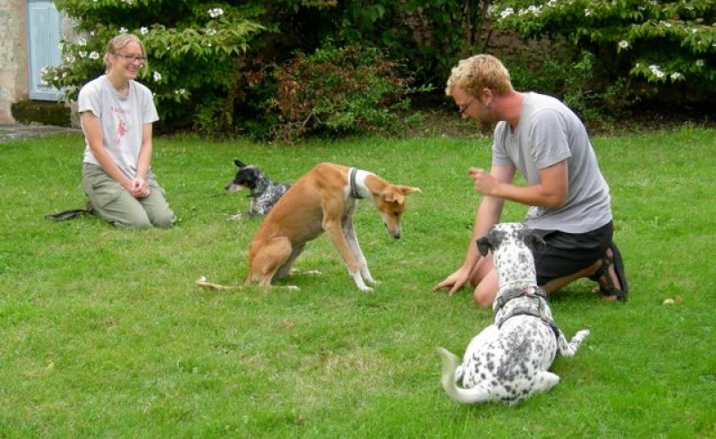 Ein junger Mann und eine junge Frau spieln mit drei Hunden auf dem Rasen