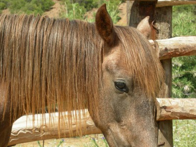 Aloha mit seiner Pferdemähne
