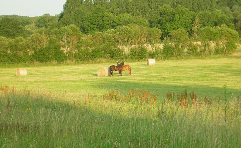 Zwei Pferde auf einer Weide bei La Chevrie in Haras de Chenes, Frankreich