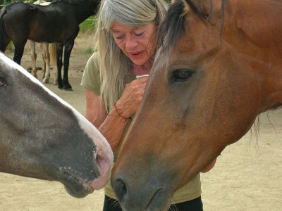 zwei Pferde auf einem Waldweg