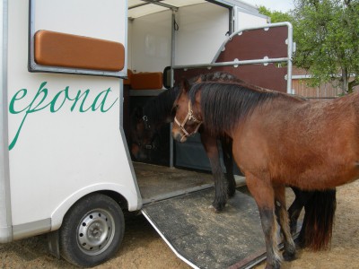 Zwei Pferde erkunden einen Pferdetransporter