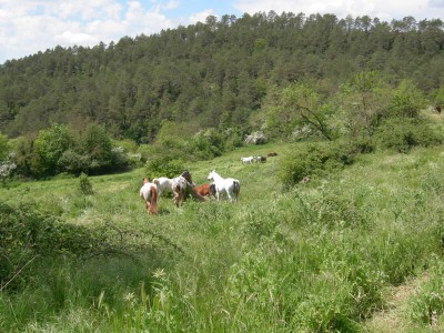 Eine Herde Pferde auf einer Weide im Wald