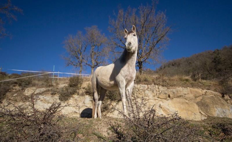 Ein weißes Pferd vor blauem Himmel