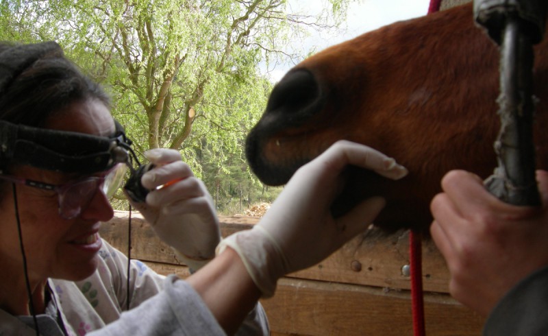 Die Zahnärztin Mathilde behandelt Indu