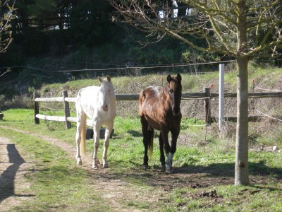 zwei Pferde auf einem Waldweg
