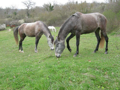 Die beiden jüngsten der Epona Familie: Triana und Titia.