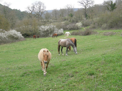 Die Epona Famile mit Toby im Vordergrund
