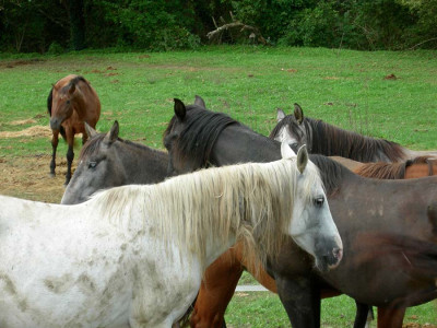Eine bunte Mischung mit Freya im Vordergrund