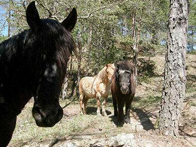 Lord, Tobby and Julio