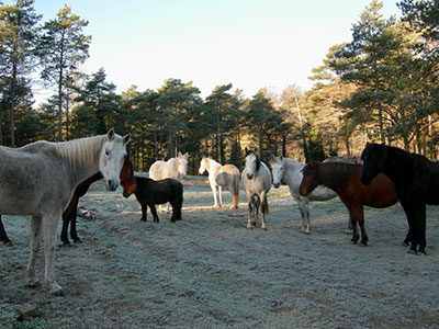 Pferde auf einer Weide im Winter