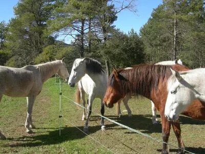 Pferde auf der Weidee
