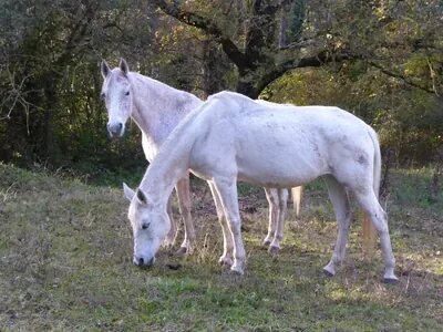 Sarah (vorne) und Aranza (hinten)