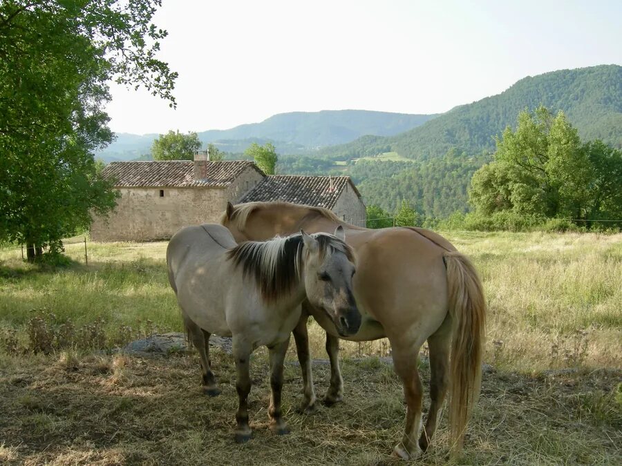 Cookie (links) und Tobby (rechts)