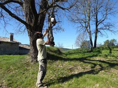 Ein Mann (Ramon) h&auml;ngt einen Nistkasten in einen Baum