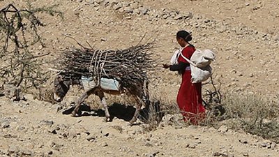 Eine Frau transportiert mit ihrem Esel Brennholz durch die Wüste